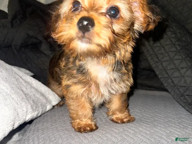 Yorkshire Terrier dogs AJ (blue) - Ad 2