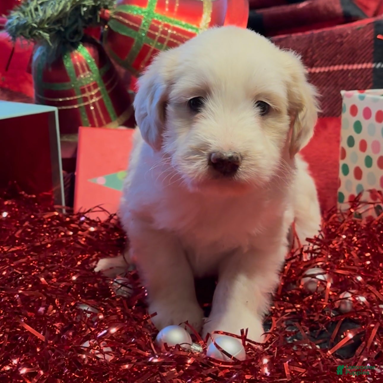 Mini Goldendoodle dogs Joy - Ad 7