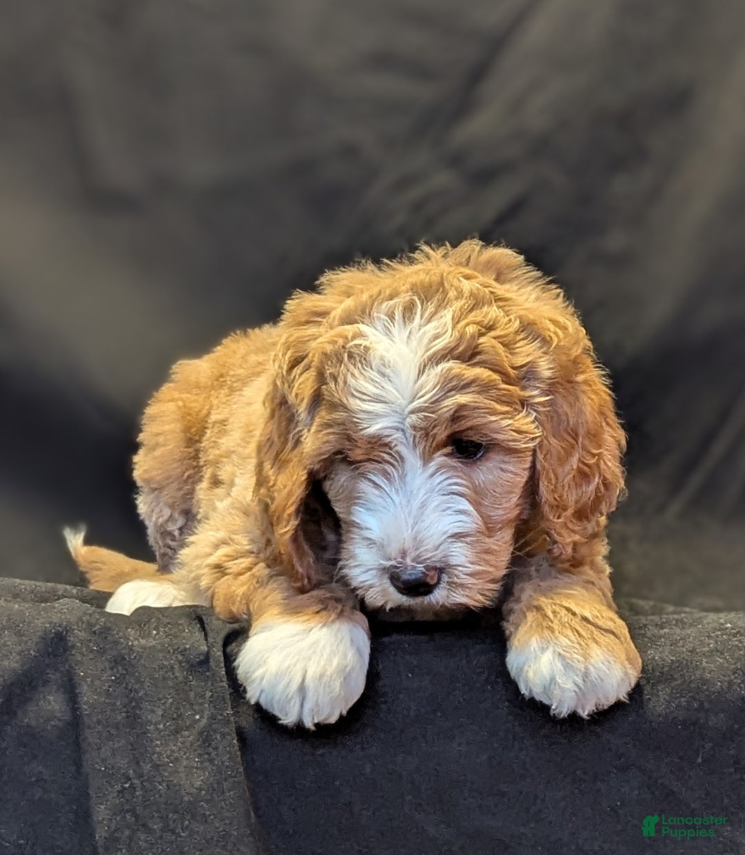 Goldendoodle dogs for sale: Teddy  - Ad 7