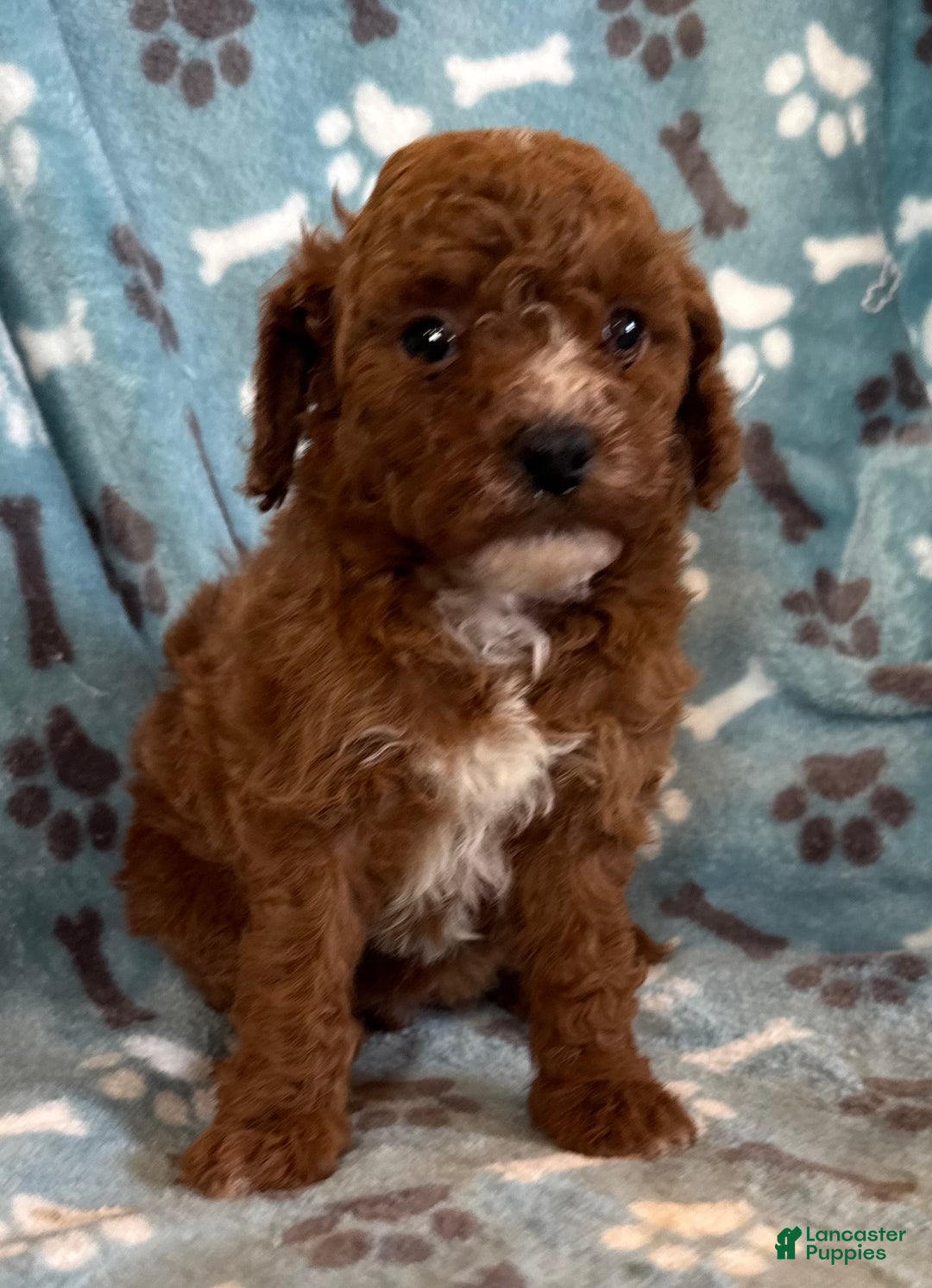 Mini Goldendoodle dogs for sale: Hailey  - Ad 5