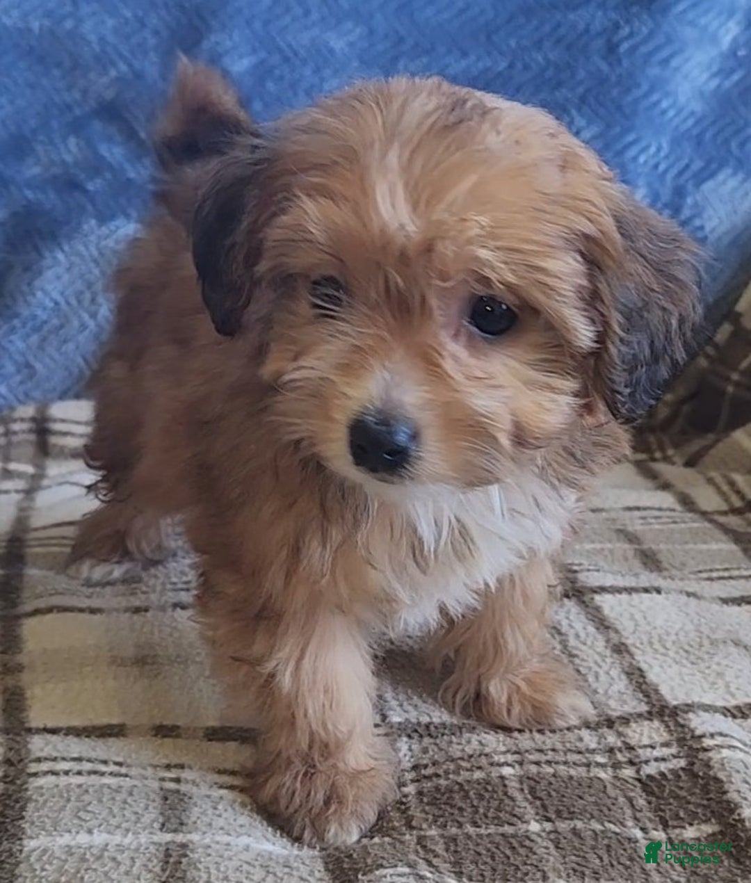 Mixed Breed dogs for sale: Molly - Ad 15