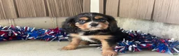 Cavalier King Charles Spaniel dogs for sale: Hudson Cavalier King Charles Spaniel  - Ad 9