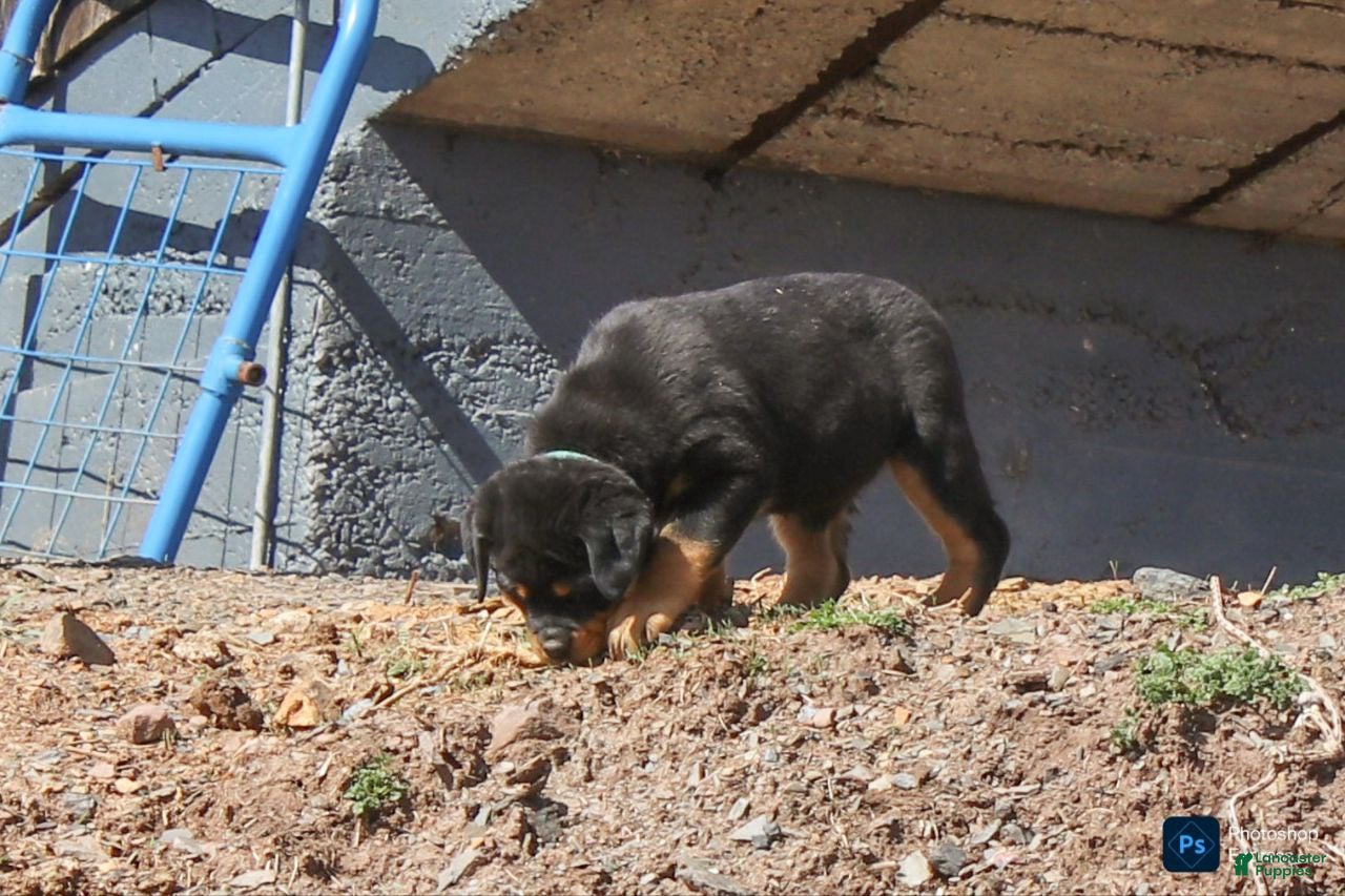 Rottweiler dogs Fern - Ad 2