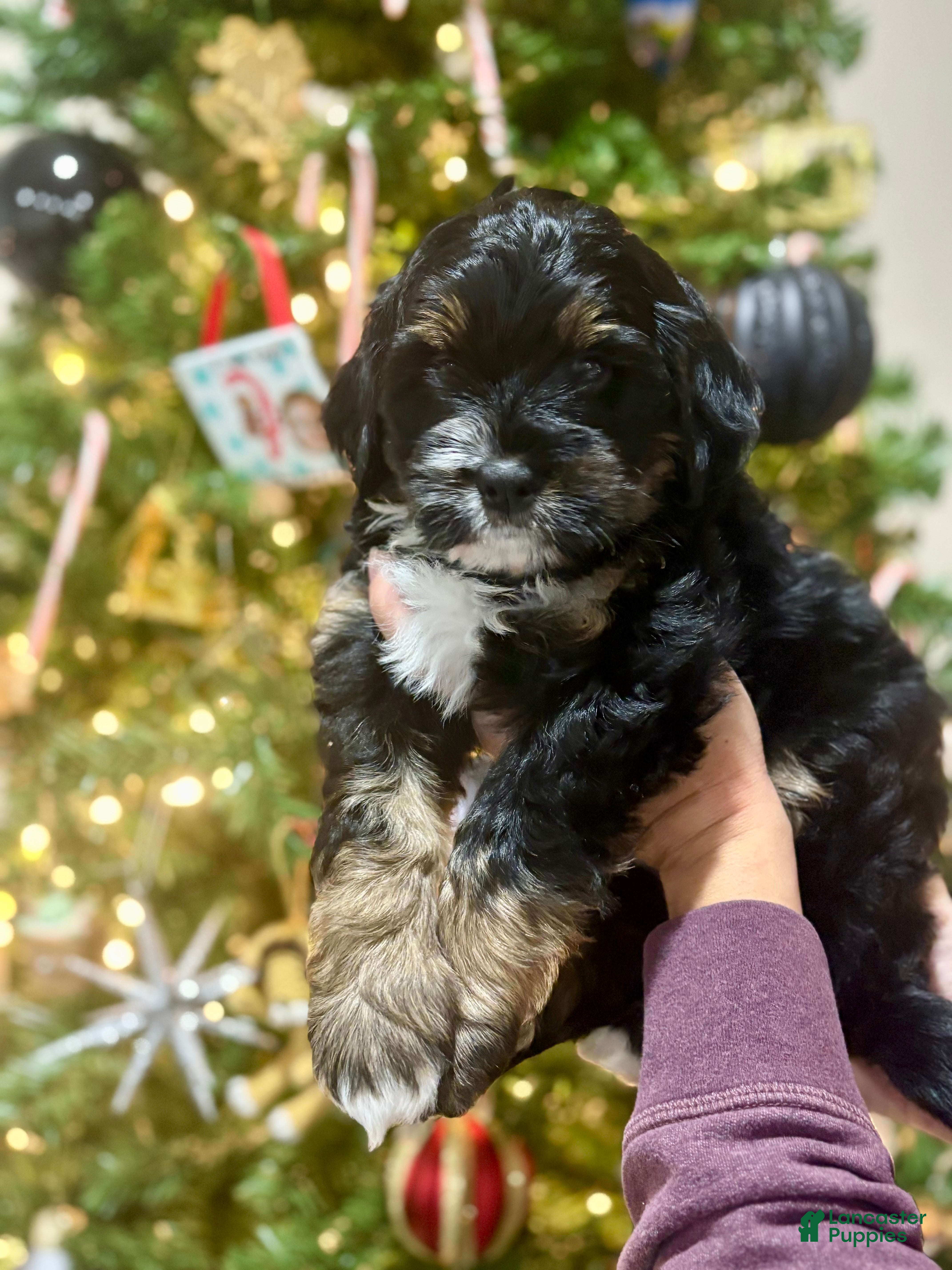 Mini Bernedoodle dogs Mini Bernedoodle Puppy 2 - Ad 38