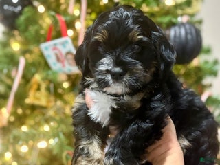 Mini Bernedoodle dogs Mini Bernedoodle Puppy 2 - Ad 9