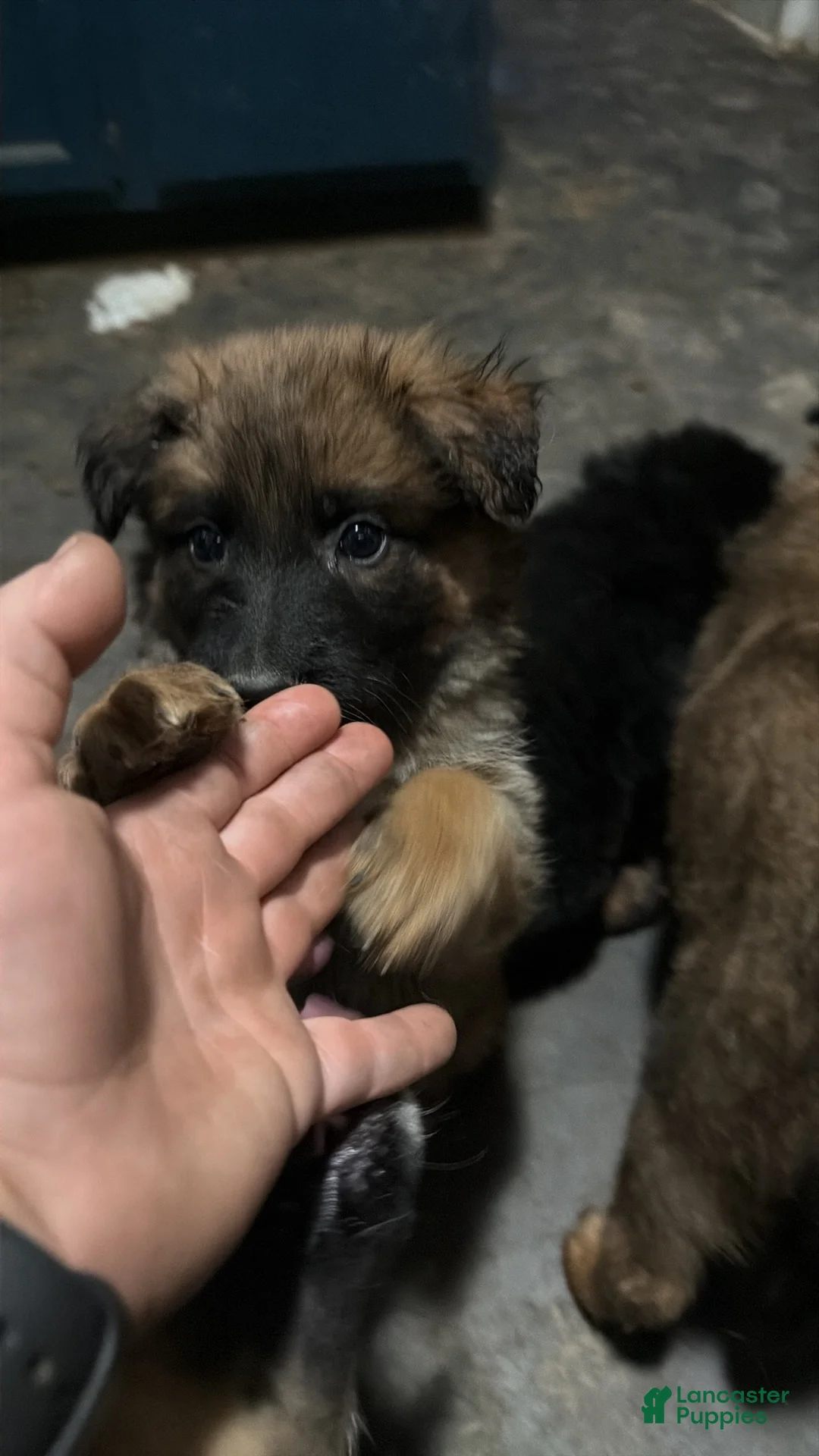 Mixed Breed dogs for sale: Mixed Breed Puppy 4 - Ad 3