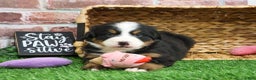 Bernese Mountain Dog dogs for sale: Ornament  - Ad 2