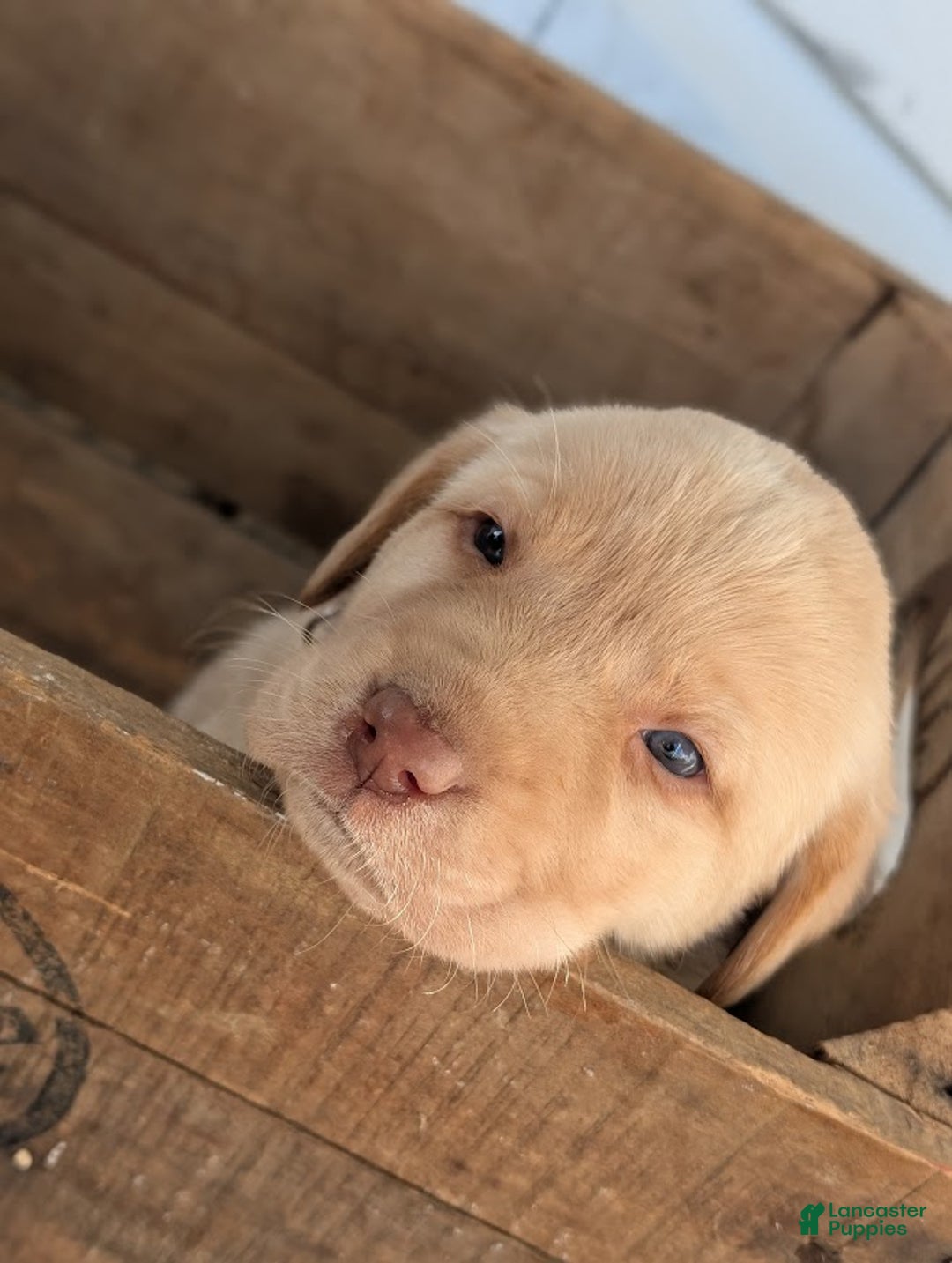 Labrador Retriever dogs for sale: Wren - Ad 8
