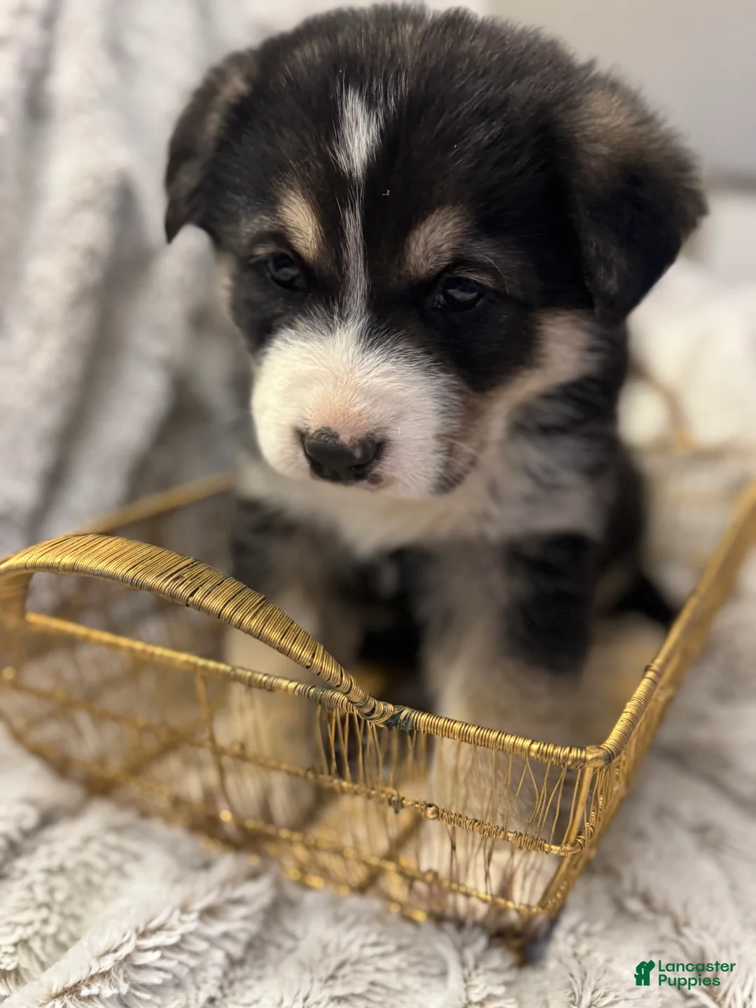 Mixed Breed dogs for sale: Mocha - Ad 4