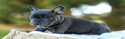 French Bulldog dogs for sale: Digger - Blue & Tan - Ad 8