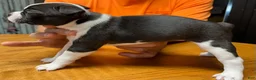 Boston Terrier dogs for sale: Boston Terrier 2 - Tillie Mae - Ad 4