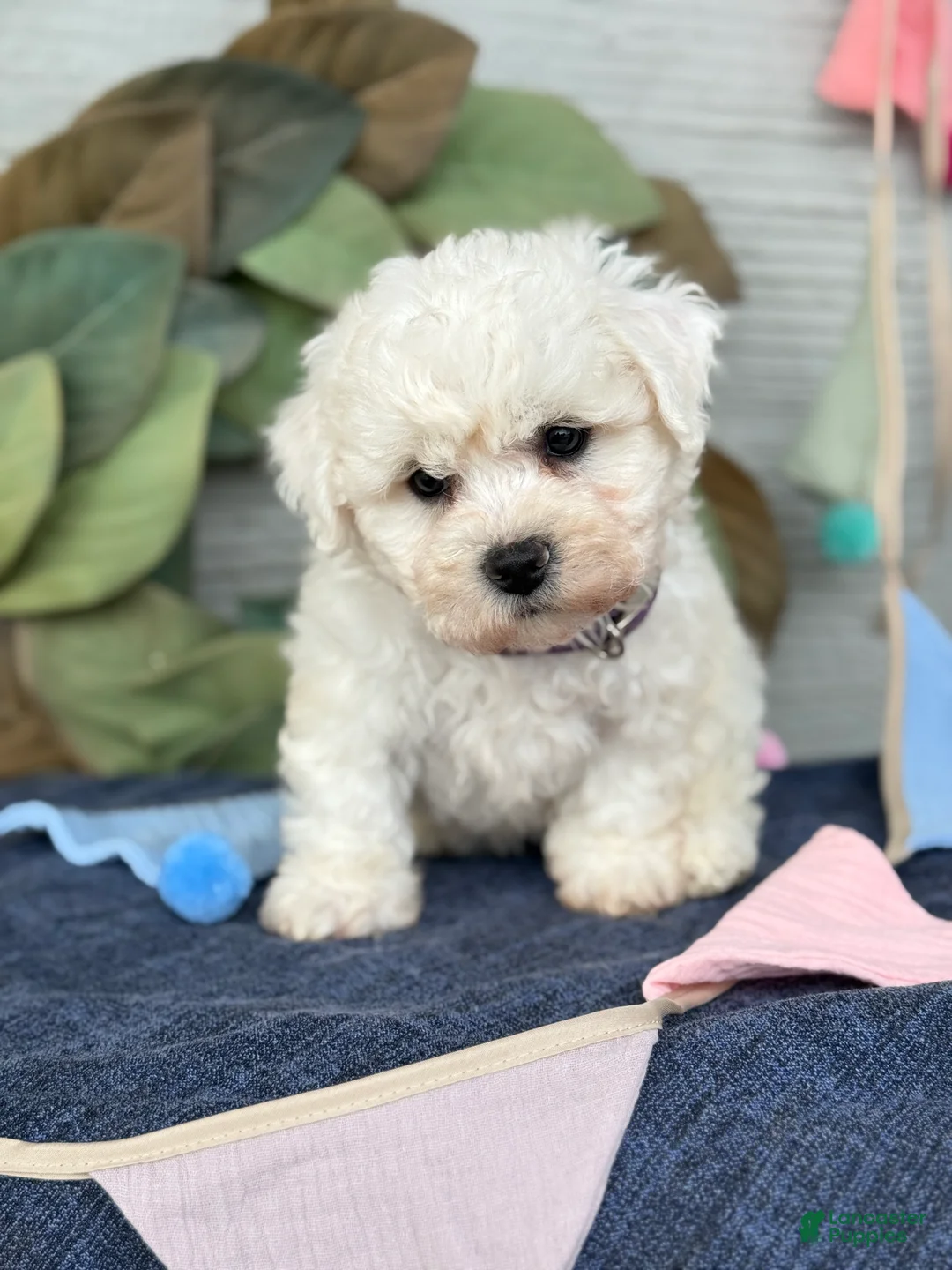 Bichon Frise dogs for sale: Emmy - Ad 1