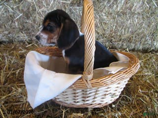 Beagle dogs Reese - Ad 26