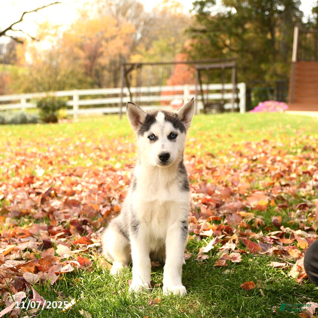 Siberian Husky dogs for sale: Bonnie - Ad 3