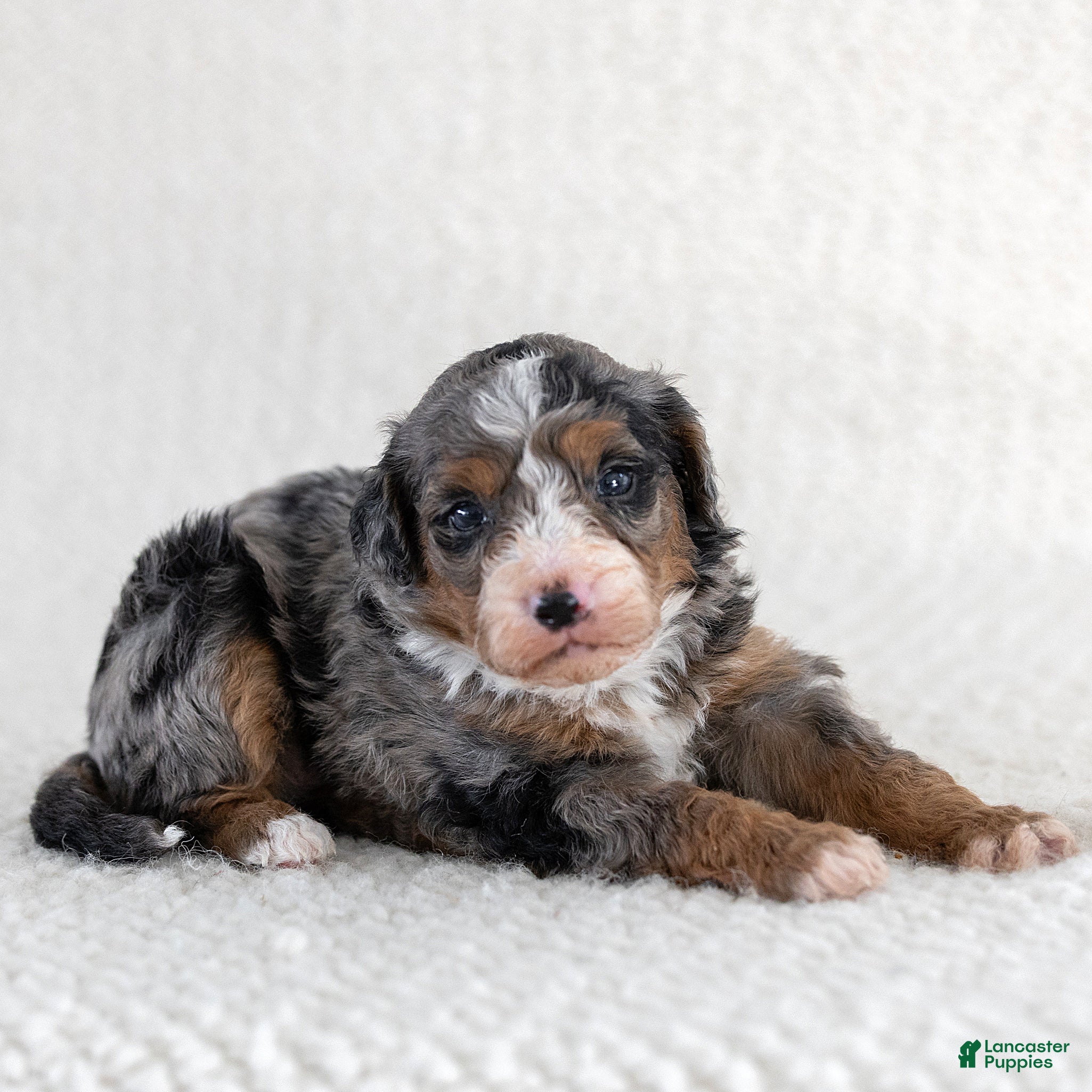 Mini Bernedoodle dogs for sale: Asher Miniature Bernedoodle  - Ad 1