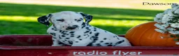 Dalmatian dogs for sale: Dawson - Ad 4