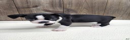 Boston Terrier dogs for sale: Boston Terrier Puppy 6 - Ad 8