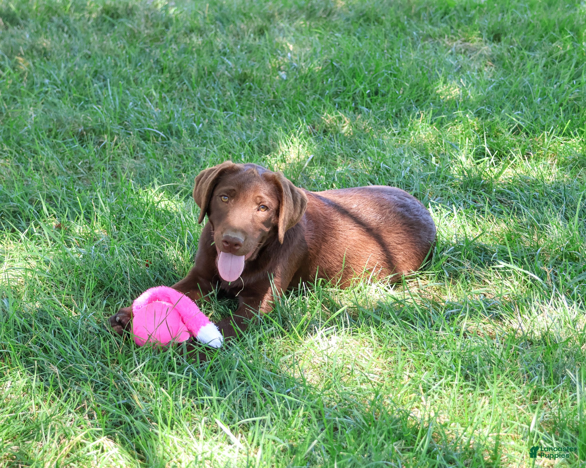 Labrador Retriever dogs Coco - Ad 2
