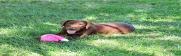 Labrador Retriever dogs for sale: Coco - Ad 2