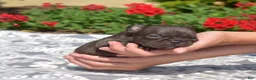 French Bulldog dogs for sale: Feta - Ad 3