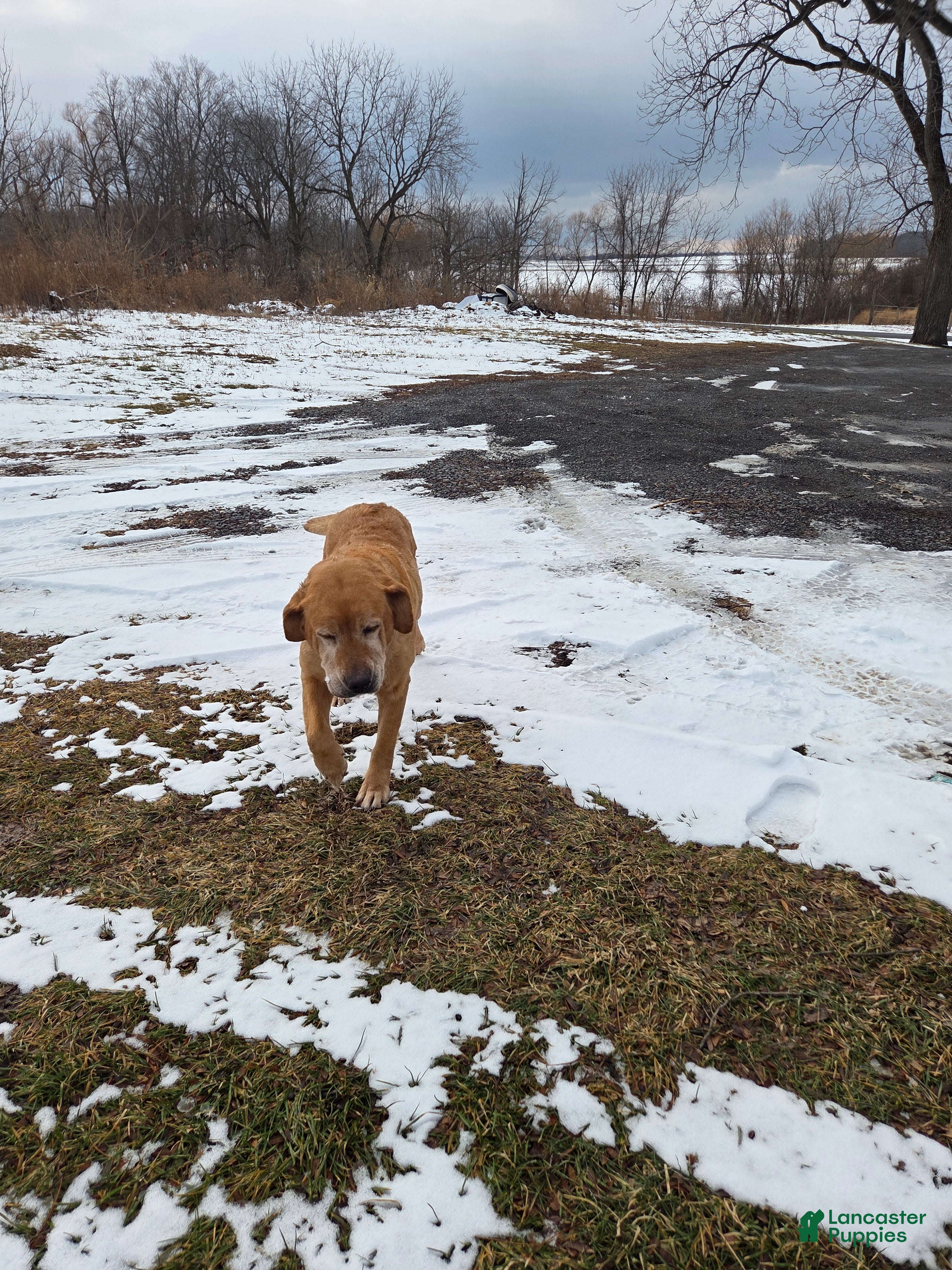 Mixed Breed dogs Labrador/Cocker Spaniel  - Ad 39