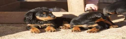 Rottweiler dogs for sale: Rottweiler F3 - Ad 21