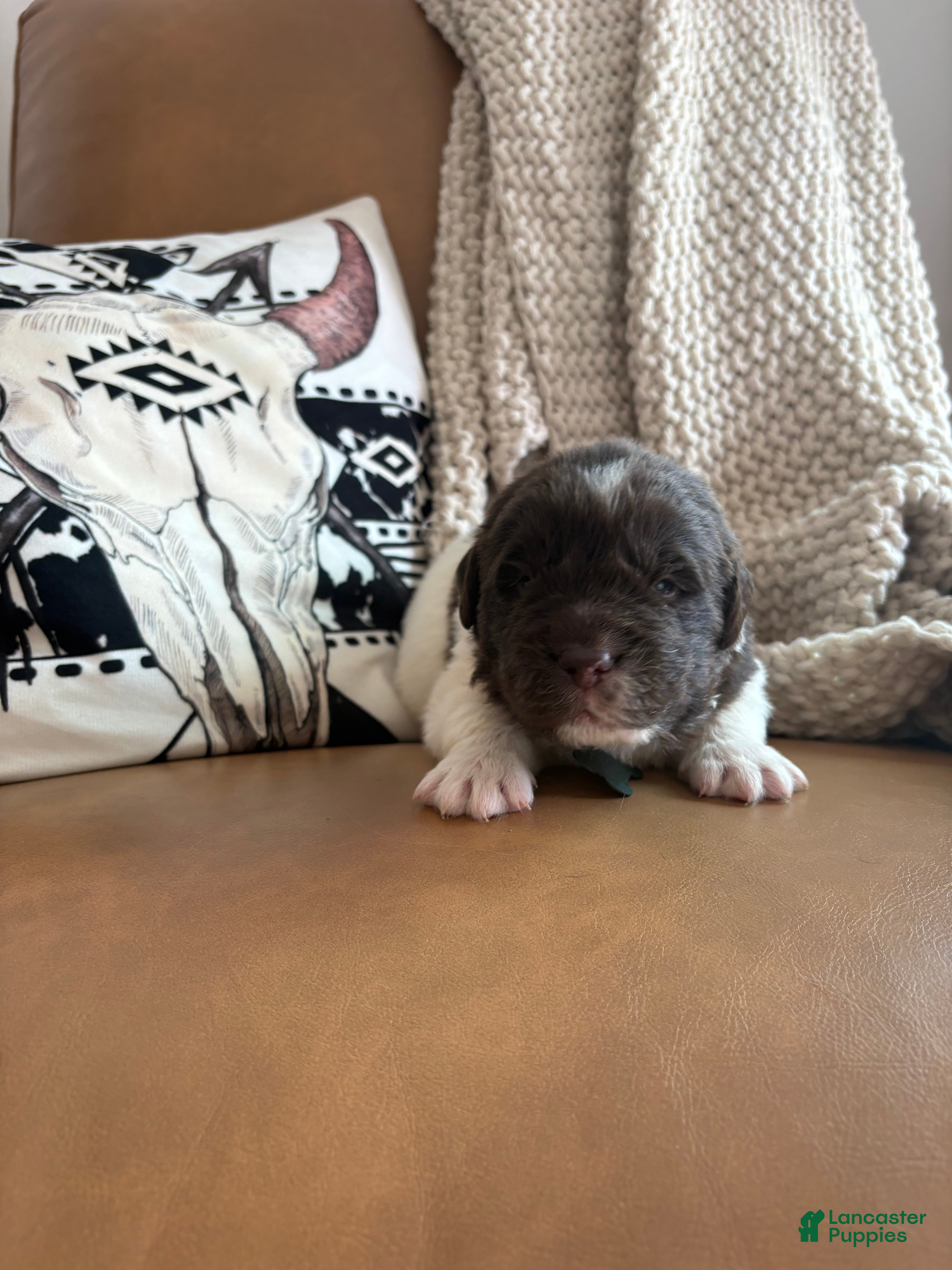 Newfoundland dogs Blaze  - Ad 27