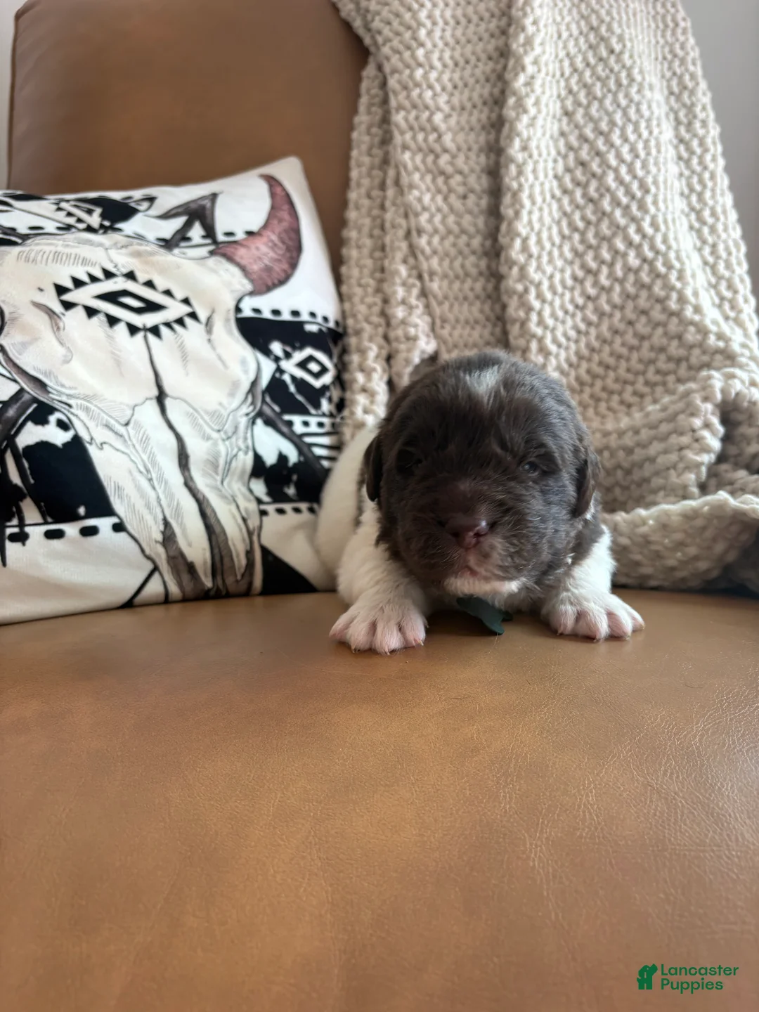 Newfoundland dogs for sale: Blaze  - Ad 1