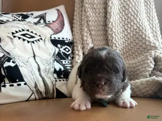 Newfoundland dogs Blaze - Ad 27