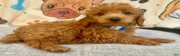 Toy Poodle dogs for sale: Maximilian - Ad 3