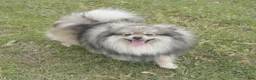 Pomeranian dogs for sale: Wynette - Ad 9