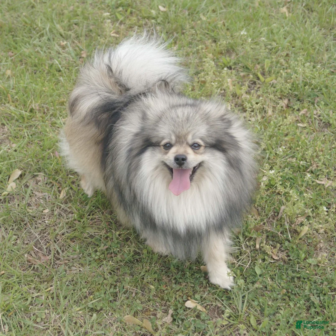 Pomeranian dogs for sale: Wynette - Ad 9