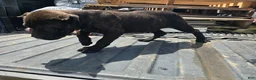 Cane Corso dogs for sale: Orange - Ad 2