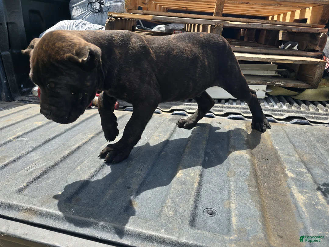 Cane Corso dogs for sale: Orange - Ad 2