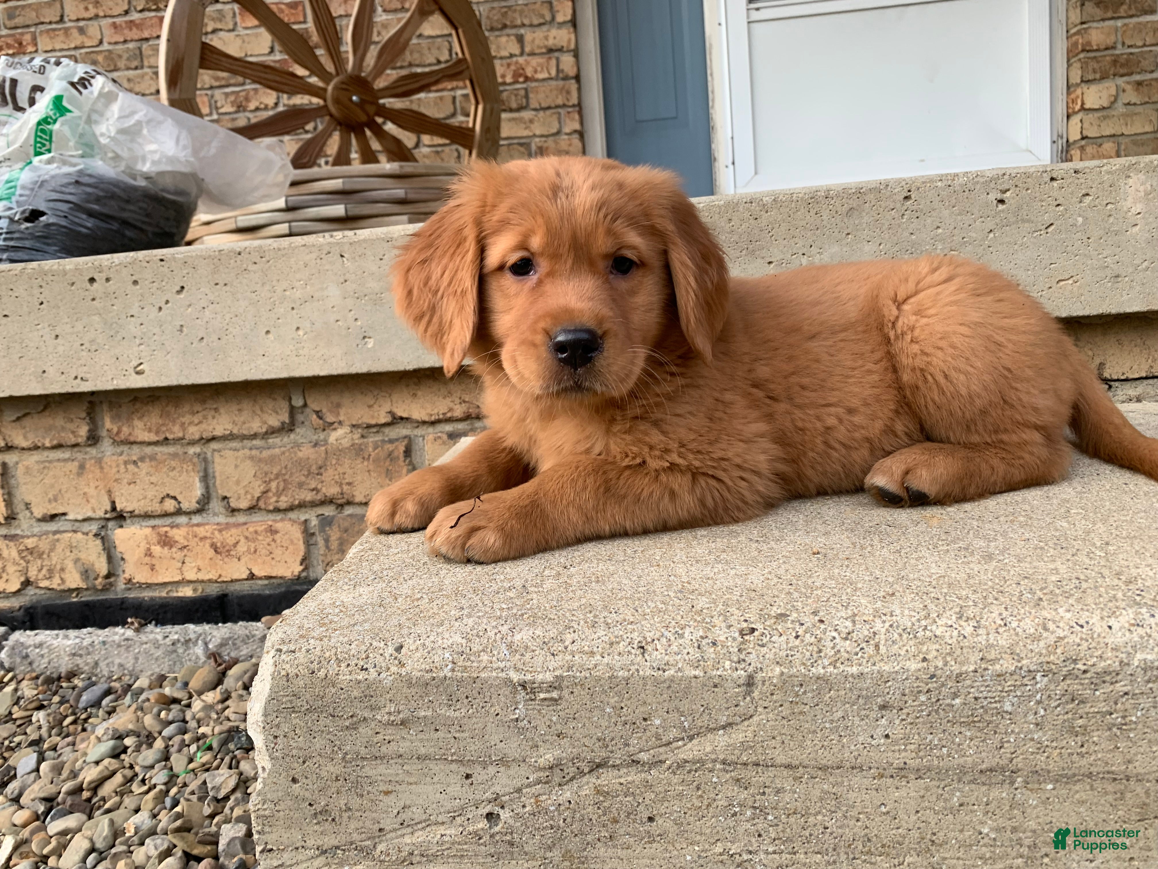 Golden Retriever dogs Ryder - Ad 2