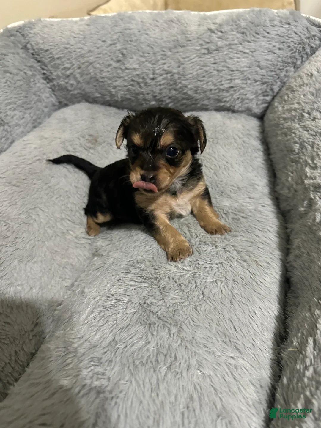 Mixed Breed dogs for sale: Mixed Breed Puppy 4 - Ad 1