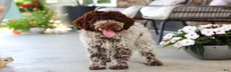 Lagotto Romagnolo dogs for sale: Leo - Ad 8