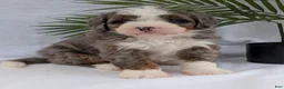 Mini Bernedoodle dogs for sale: Mini Darcy  - Ad 11