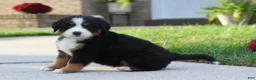 Bernese Mountain Dog dogs for sale: Baxter  - Ad 10