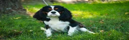 Cavalier King Charles Spaniel dogs for sale: Tom - Ad 9
