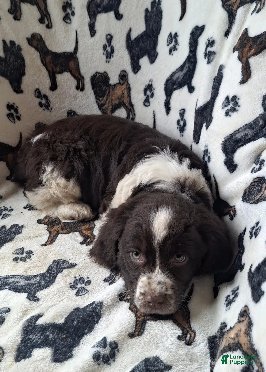 English Springer Spaniel dogs for sale: Belle - Ad 2