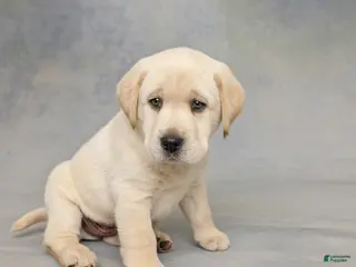 Labrador Retriever dogs Lance - Ad 27