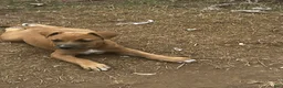 American Pit Bull Terrier dogs for sale: American Pit Bull Terrier 9 - Ad 8