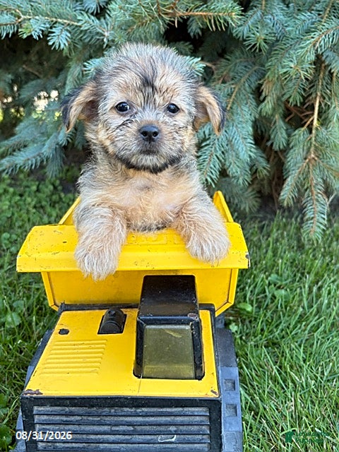 Shorkie dogs Asher - Ad 1