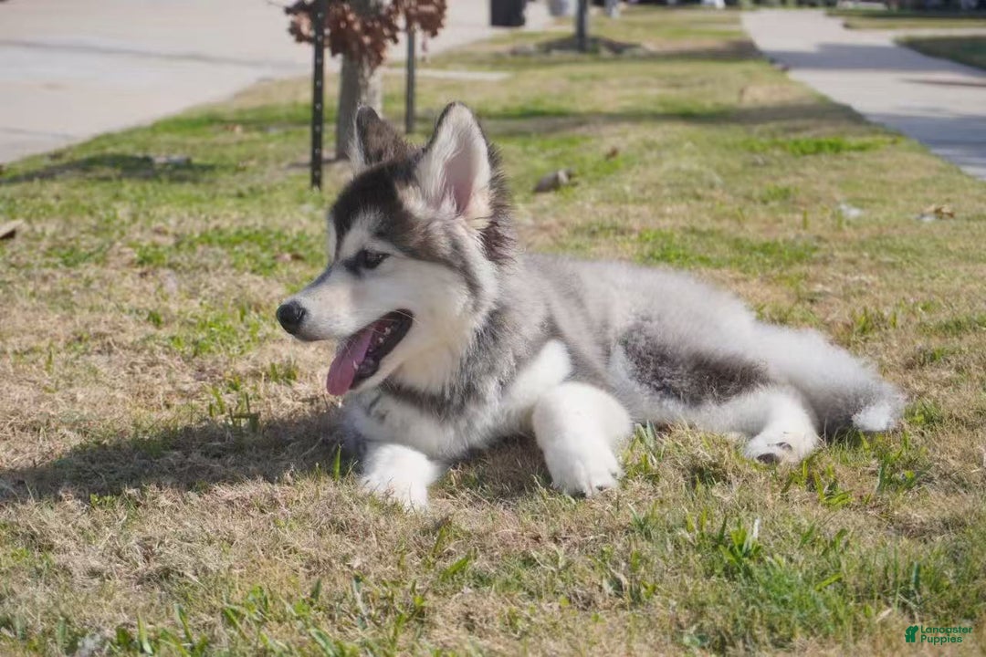 Alaskan Malamute dogs for sale: Dong Dong - Ad 23