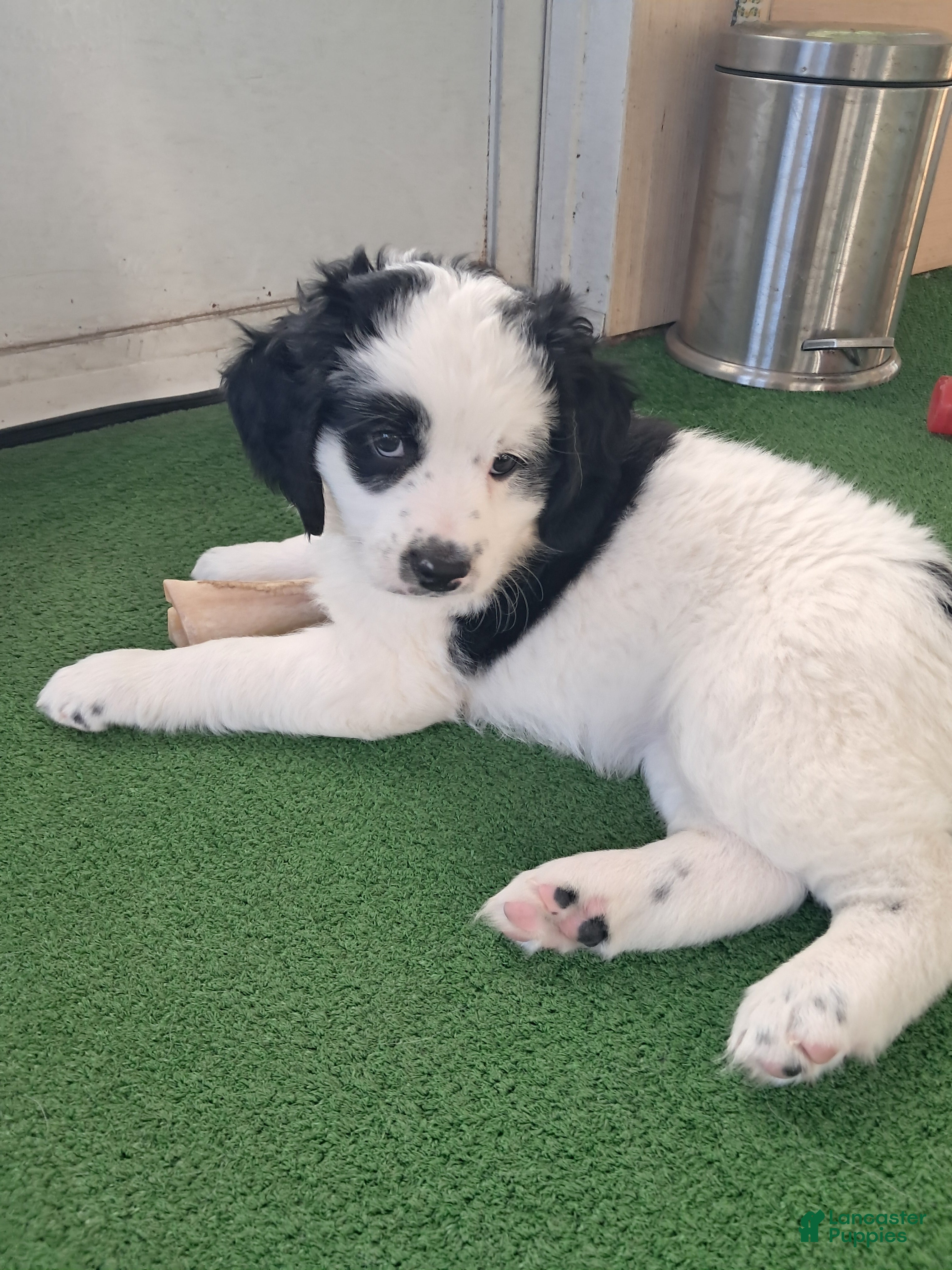 Double Doodle dogs Winnie - Ad 1