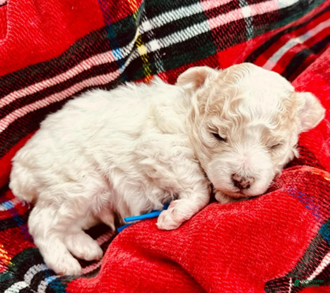 Miniature Poodle dogs for sale: George Harrison - Ad 4