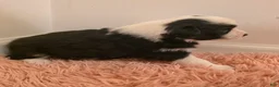 Border Collie dogs for sale: Border Collie Puppy 2 - Ad 8