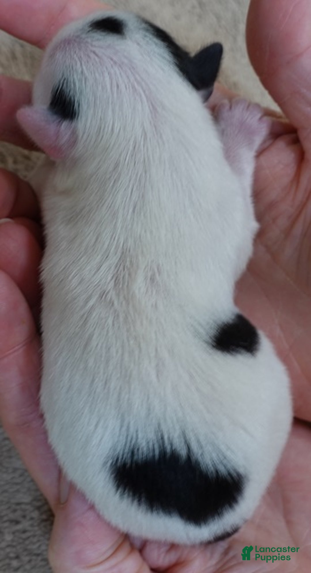 Yorkshire Terrier dogs for sale: Kiko girl - Ad 12