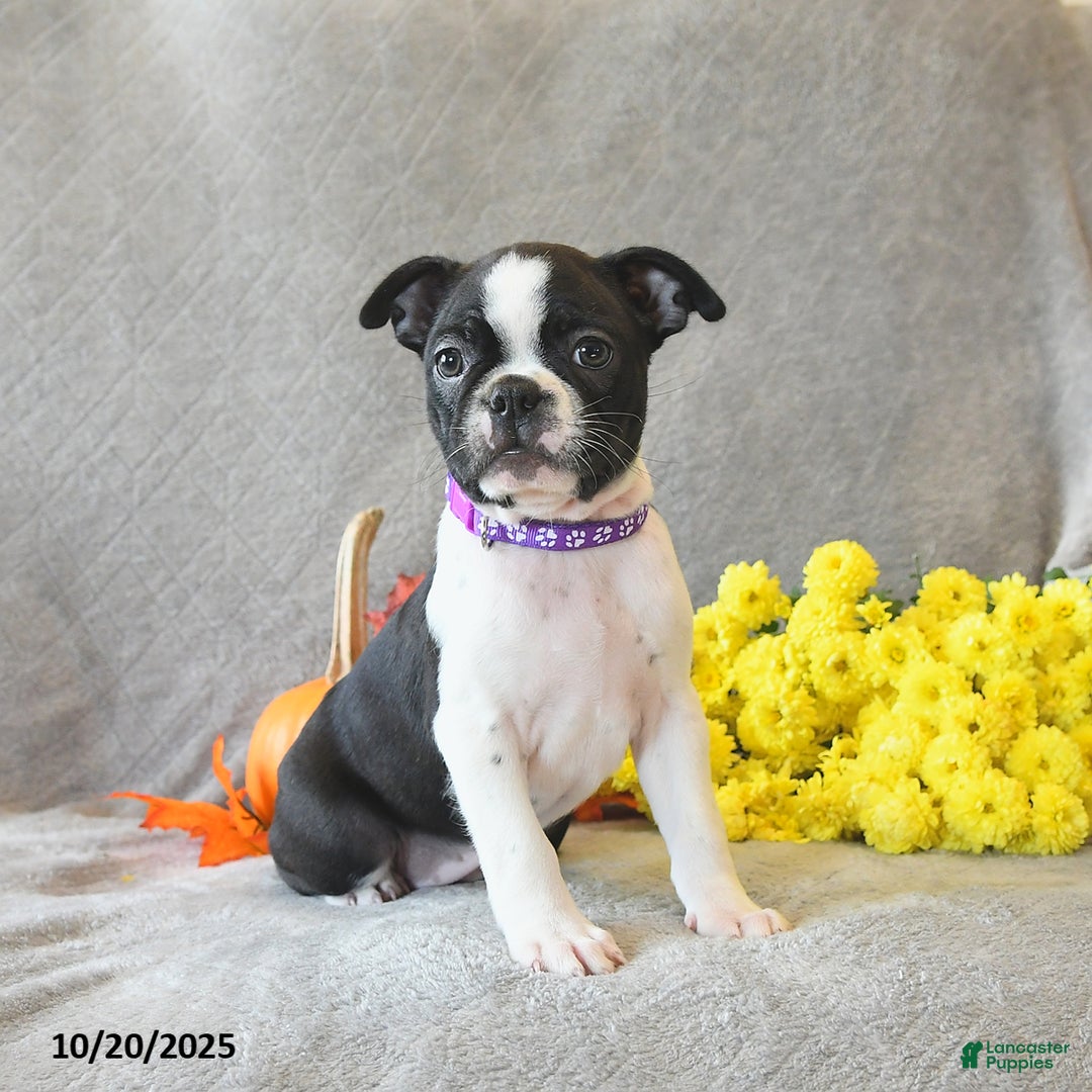 Boston Terrier dogs for sale: Lexie - Ad 5